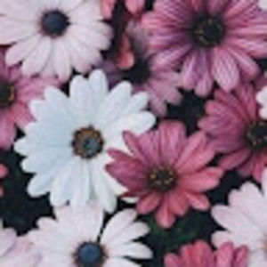 Meet your Posher, Rauda